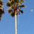 JOSE TREE CARE  SERVICE___________________________ALL SAN JOSE ,N 5 thumbnail