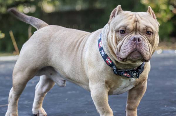 MISSING BULLY 1