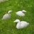 Duck statue, statues. Garden / Pond statues. outdoors.No Quacks! 4 thumbnail