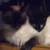 Kittens looking for home 5 thumbnail