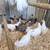 Creasted Cream Legbars Pullets 2 and a half months old Chickens. Vaccinated for 6 thumbnail