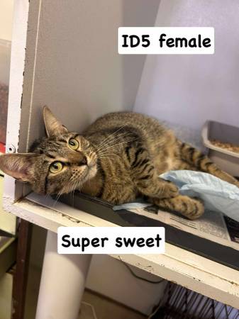 Cats looking for good homes (Mt Vernon IL)63688376565633124
