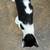 2 older kittens 15 thumbnail