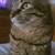 CAT SITTER WANTED 1 thumbnail