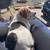 Missing Dog 3 thumbnail