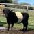 Miniature Scottish Belted Galloway Cattle, Cows, Bulls, 5 thumbnail