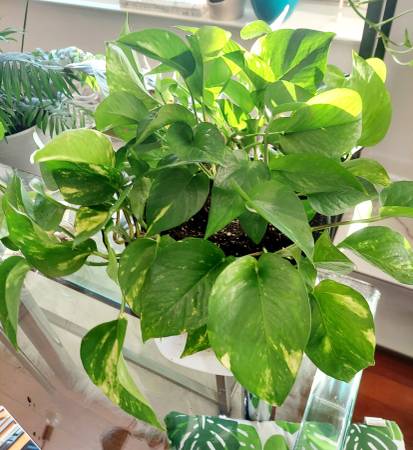 Healthy large plant in a pot 1