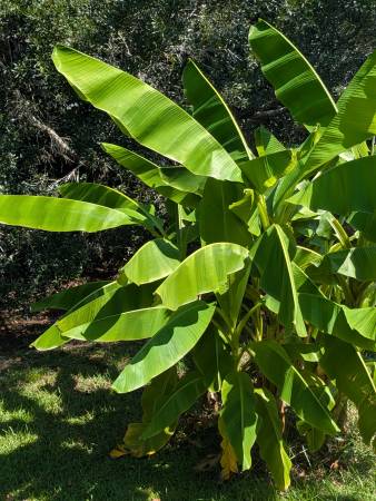 Banana Palms 1
