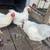 Chickens 9 thumbnail