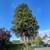BRANCHING OUT TREE SERVICE 15% OFF NEW CLIENTS 7 thumbnail