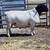 Proven Dorper Breeders + Dairy Goat Doe in Milk + Nubian Doe In Milk 1 thumbnail