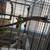 Parakeets 1 thumbnail