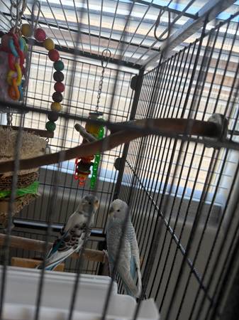 Parakeets 1