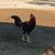 Gamefowl rooster 3 thumbnail