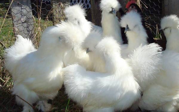 silkie Pure white bantam chickens 1