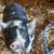 Kunekune piglets 1 thumbnail
