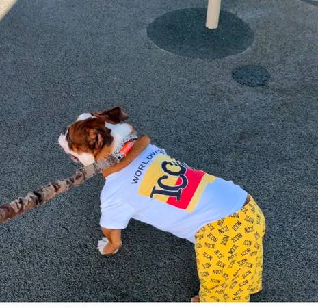 Cachorro de bulldog inglés micro (Las Vegas NV)63907185185923124