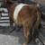 Belted Heifer Calf 1 thumbnail