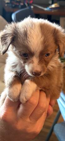 Mini aussies 1