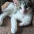 12 Week Old Male Kitten, Lovingly Raised 3 thumbnail