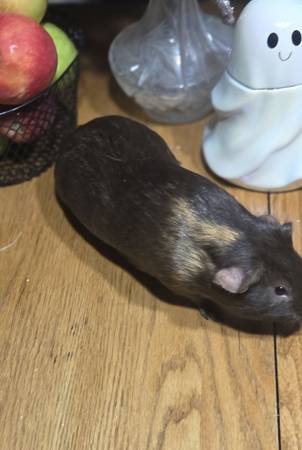 Guinea pigs free, and babies (Cambridge)63906251567491120