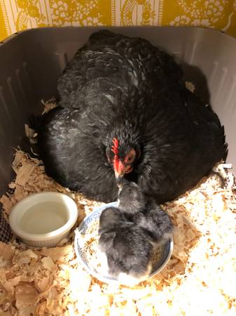 Baby Chicks, Hatching Eggs, Free Range Cochin Bantam Chickens, Rooster - $15 (fremont / union city / newark)63471438371715122
