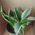 Birdnest Sansevieria House Plant #2 3 thumbnail