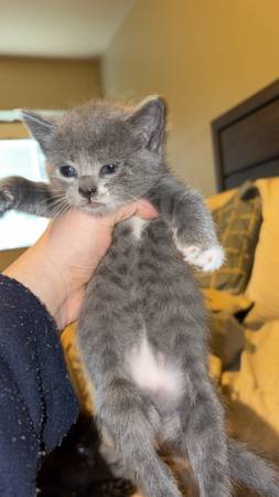 6 kitties, gorg (Hollis)63690190106113122