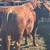 Red Angus Bull 2 thumbnail
