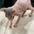 Sphynx kitten 4 thumbnail