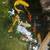 Koi fish 2 thumbnail