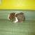 Guinea pigs 7 thumbnail
