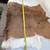 Whitetail Deer Hide Tanned Fur Deerskin Buckskin 4 Different 14 thumbnail