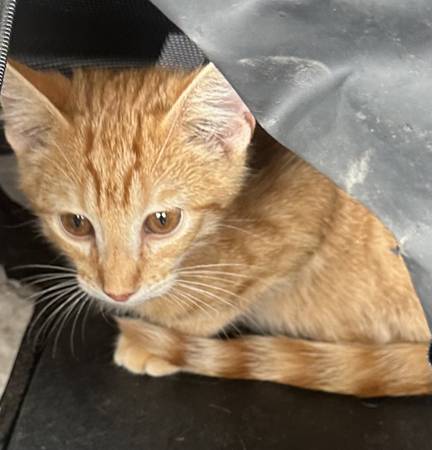 Sweet 12-Week Old Kitten63861571984001120