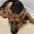 Male Germen Shepherd 3 thumbnail