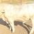 Charolais Bulls 3 thumbnail