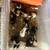 guinea pigs for sale 4 thumbnail