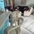 Over 55 gated community fully furnished active friendly pets welcome 8 thumbnail