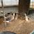Ducks and geese 1 thumbnail