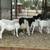 Dorper Ram Lambs 4 thumbnail