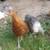 Show Hens 3 thumbnail