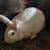 Meat rabbits 2 thumbnail