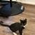 Kitten needs a home (small fee) 1 thumbnail