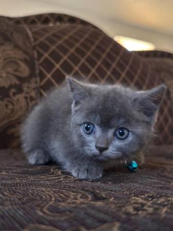 Scottish fold (Elk Grove)63679341776131123