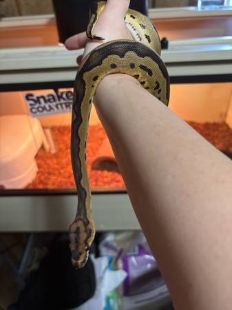 Beautiful Blade Clown BP (Female) (Zionville)63953271269122122