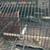 bird cage 2 thumbnail