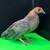 Italian Mini Leghorn Bantam Chicken 6 thumbnail