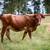 Registered Texas Longhorns (Longhorn Cows, Heifers, Steers, Calves) 9 thumbnail