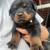 AKC Rottweilers 1 thumbnail