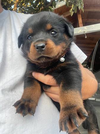 AKC Rottweilers 1